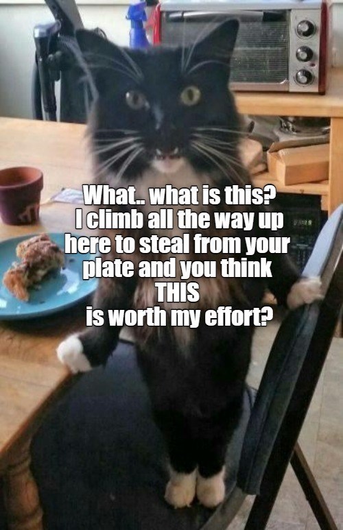 cat-is-this-iclimb-all-way-up-here-steal-plate-and-think-this-is-worth-my-effort.jpeg