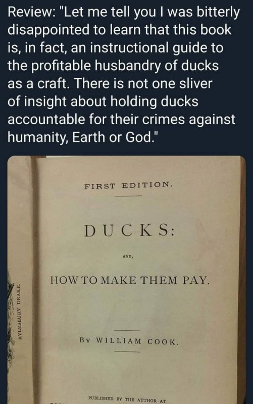 ducks pay.jpg