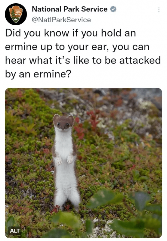 ermine.png
