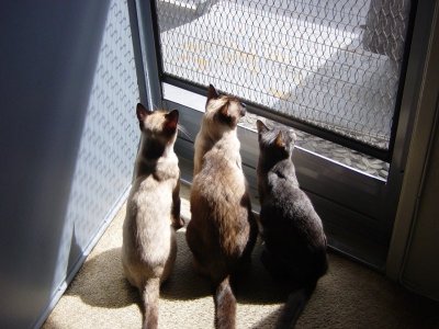 Three Cats.JPG
