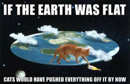 Cats.JPG