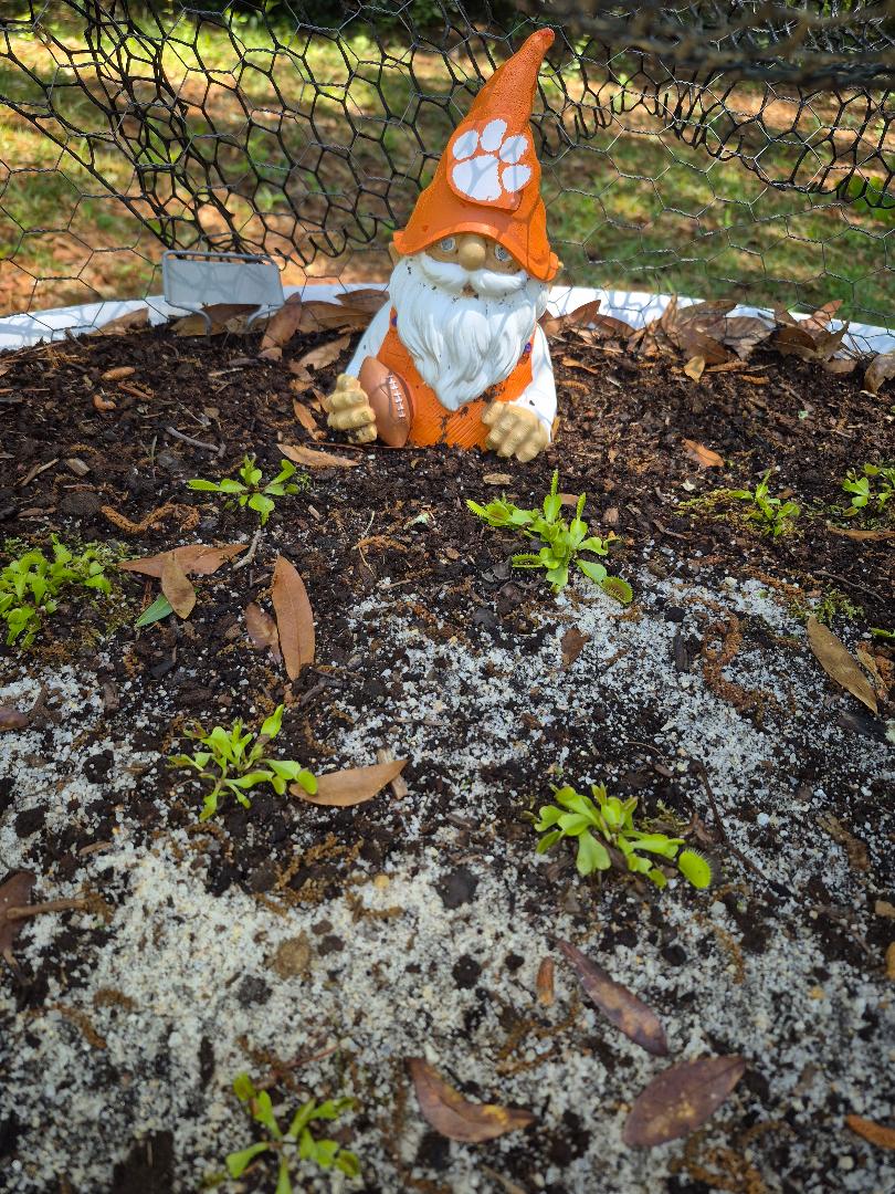 GnomeQuicksand.jpg