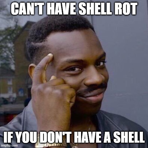 meme-shell.jpg