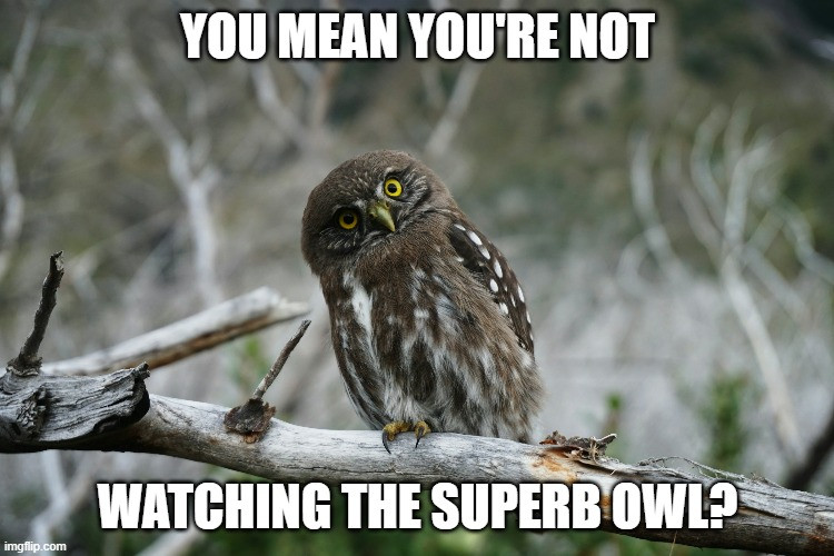 superb-owl-meme.jpg